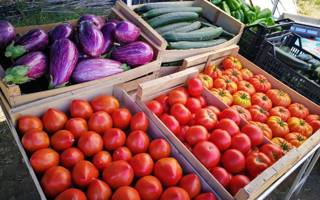 Lancement de l’AMAP L’accro aux légumes St-Martin-de-Crau
